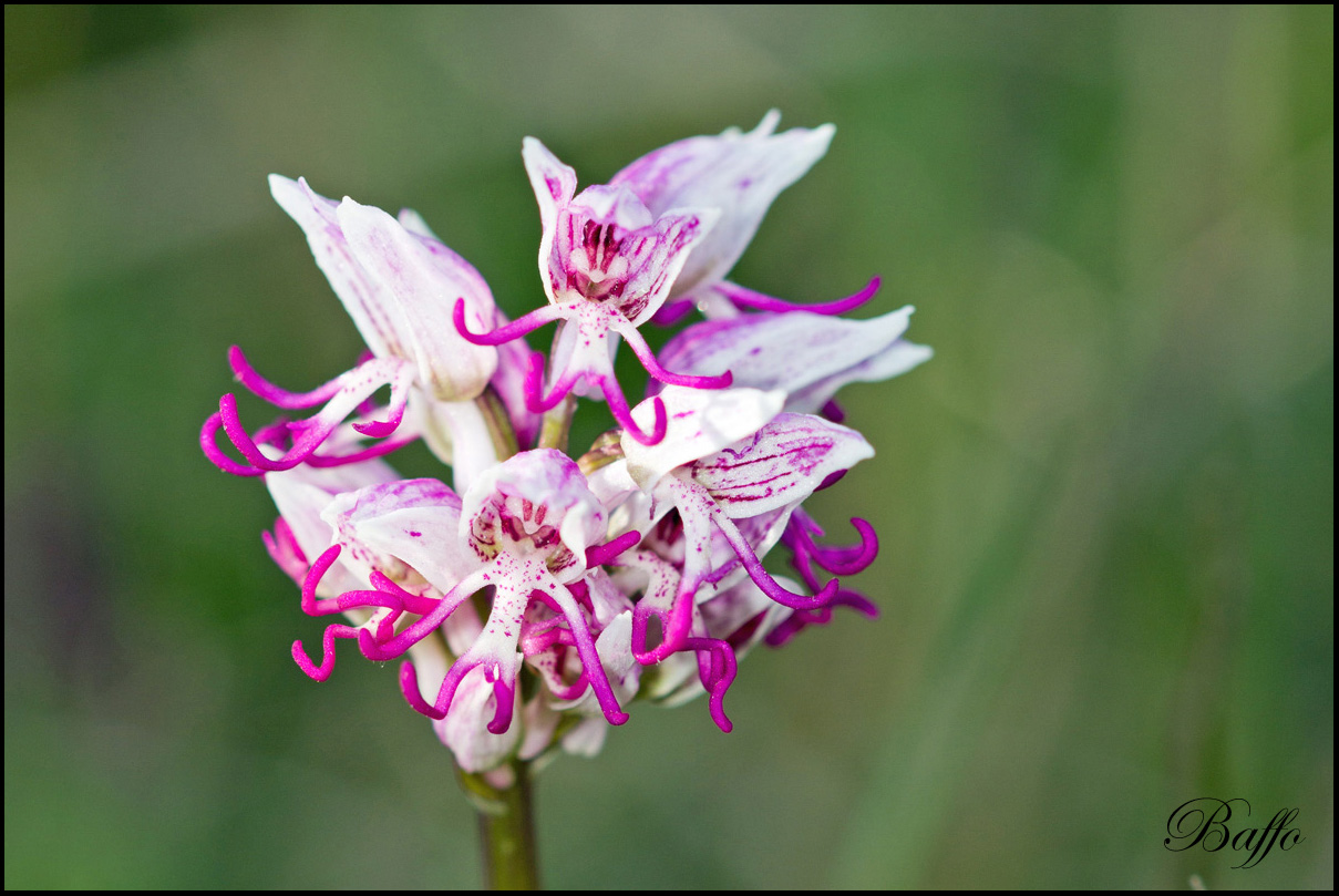 Orchis simia